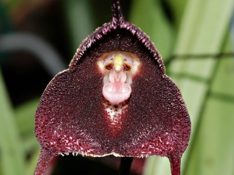 Dracula Pholeodytes Orquídea roxa-escura com centro rosado e amarelo que lembra um rosto sobre fundo verde desfocado