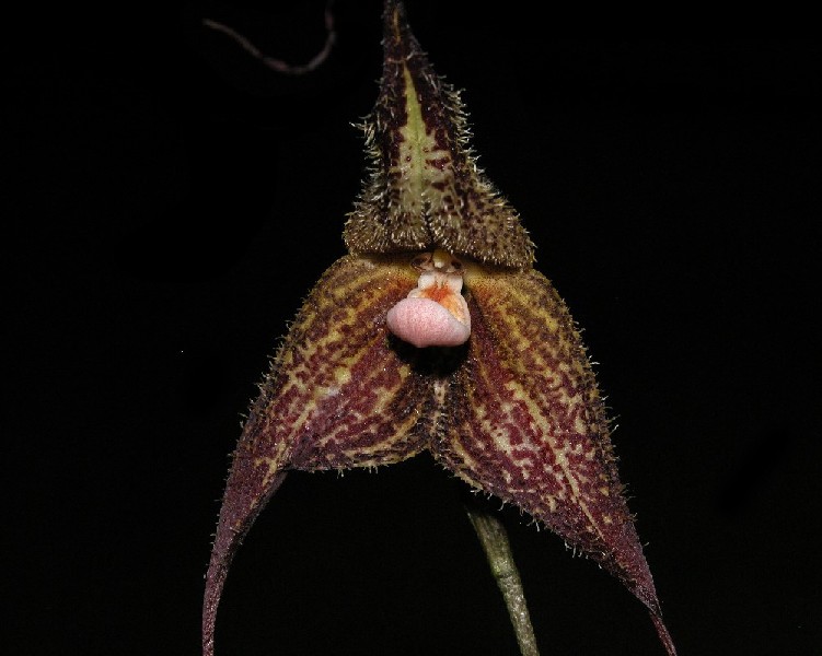 Dracula Chimaera Orquídea castanha e amarela com pétalas peludas e alongadas