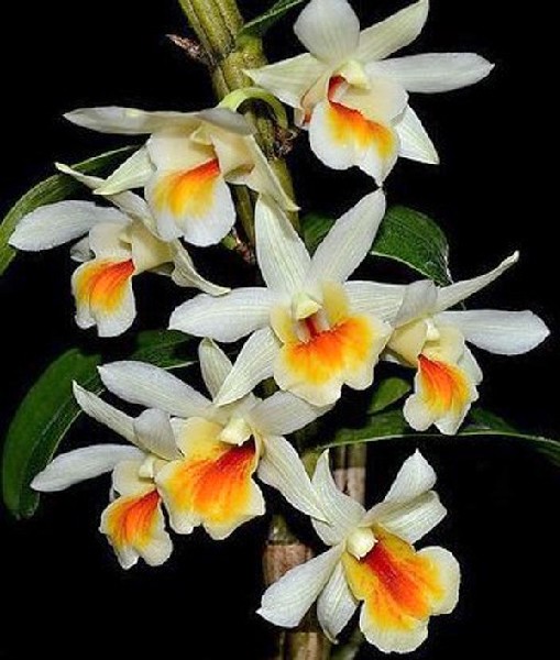 Dendrobium Christy Dawn 'Shang Guest' Orquídea branca com centro amarelo e laranja sobre fundo preto