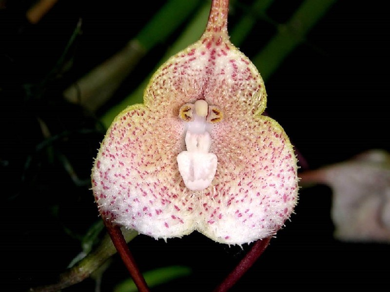 Dracula Psittacina Flor exótica branca com manchas rosadas e estrutura simétrica