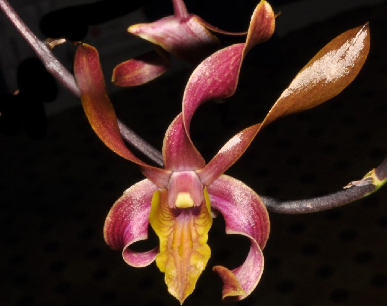 Dendrobium Lasianthera x Canaliculatum Orquídea colorida com pétalas rosadas, castanhas e amarelas em fundo escuro