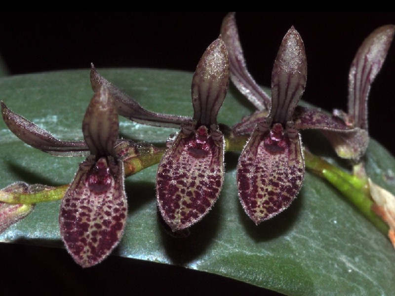 Pleurothallis Smithiana Flores de orquídea castanhas com manchas escuras sobre folha verde