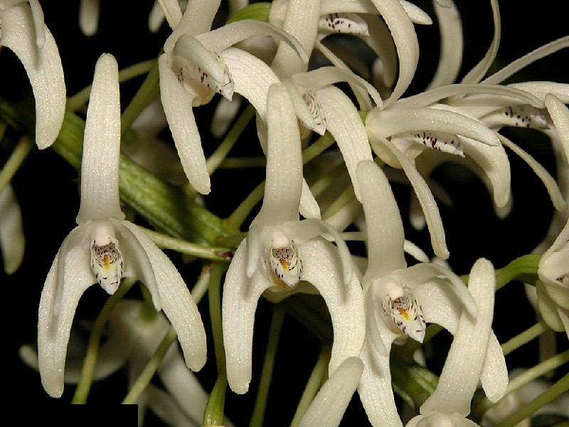 Dendrobium Speciosum Orquídeas brancas com detalhes amarelos e castanhos