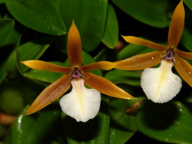Epidendrum Polybulbon Orquídeas alaranjadas com lígula branca e folhas verdes ao fundo
