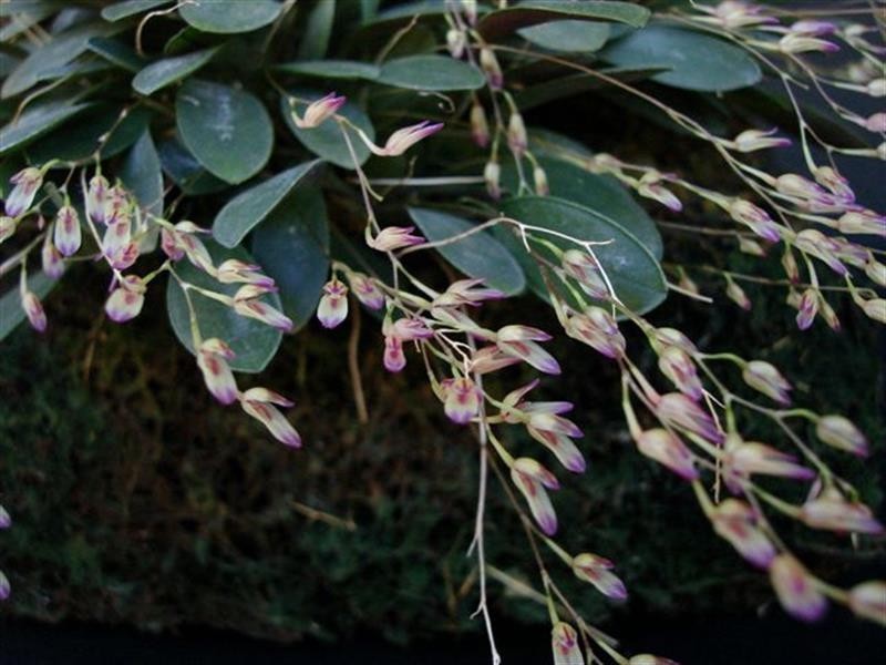 Pleurothallis Subpicta Orquídea com flores creme e roxas e folhas verdes espessas sobre fundo escuro