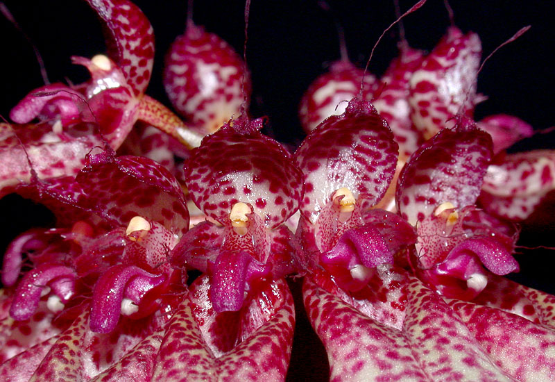 Bulbophyllum Longiflorum Var. Eberhardii Flores orquídeas roxas com manchas vermelhas