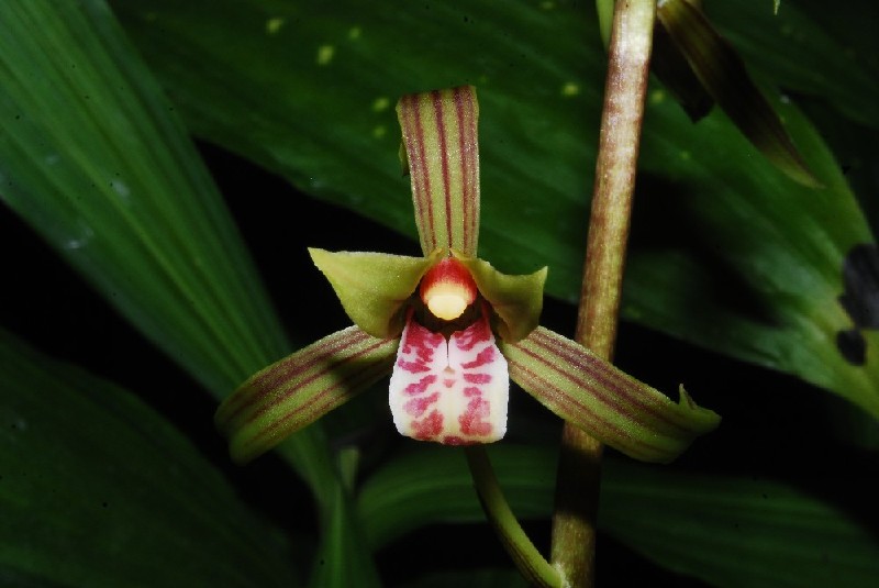Cymbidium Sinense 'Mountain Claw' Orquídea verde, vermelha e branca com folhas verdes atrás