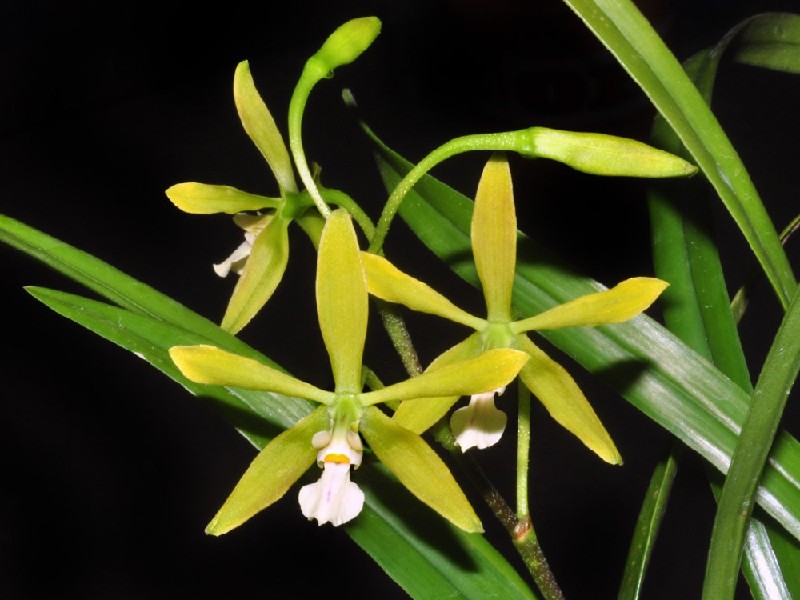 Encyclia Thienii Orquídeas amarelas com folhas verdes em fundo preto