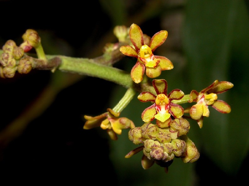 Pomatocalpa Latifolia Flores pequenas amarelas e castanhas em ramo com fundo escuro