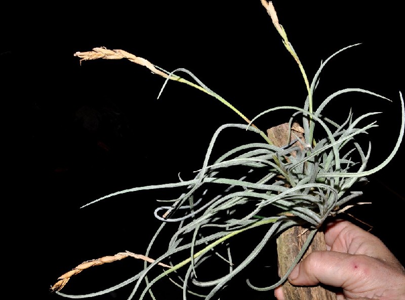 Tillandsia Pseudobaileyi Planta Tillandsia com folhas longas e finas montada numa peça de madeira