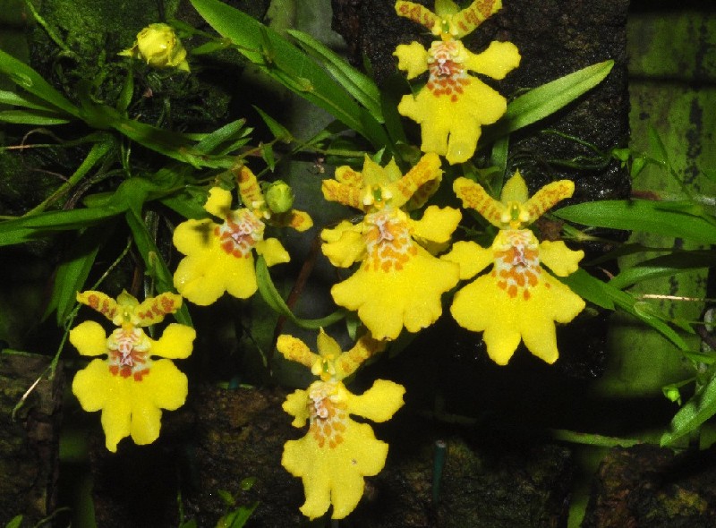 Erycina Crista-Galli Orquídeas amarelas com manchas castanhas e folhas verdes