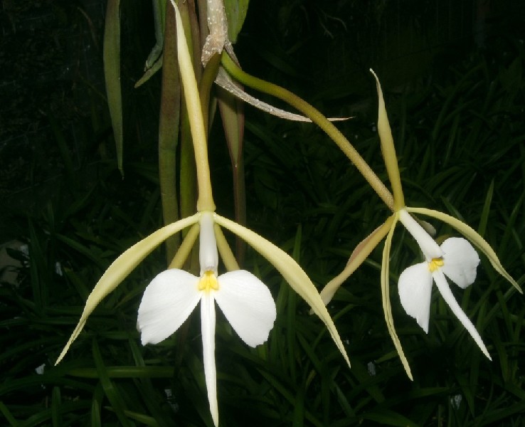 Epidendrum Parkinsonianum Flores brancas pendentes com pétalas longas e centro amarelo, com folhas verdes ao fundo