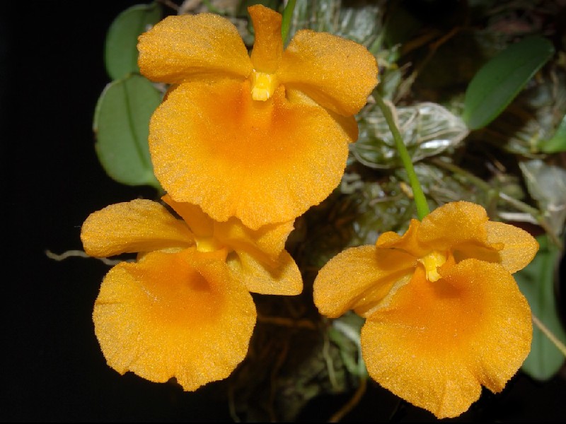 Dendrobium Jenkinsii Três flores amarelo-alaranjadas com textura aveludada e folhas verdes ao fundo
