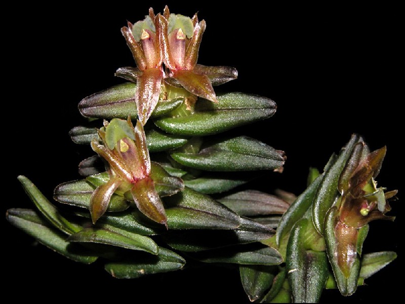 Epidendrum Schlechterianum Planta com folhas suculentas verdes e flores castanhas com tons rosados num fundo preto