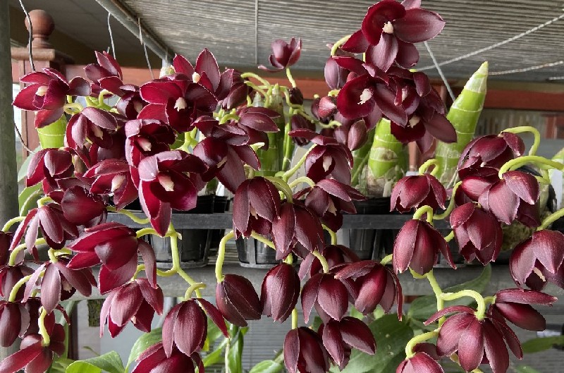Monnierara Jumbo Delight Orquídeas roxas escuras em vasos plásticos num suporte metálico