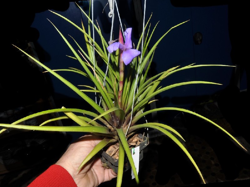 Tillandsia Cyanea Vaso suspendido com planta verde e flor roxa segurado à mão.