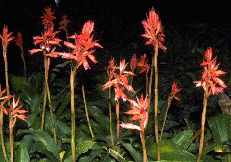 Stenorrhynchos Glicensteinii Flores vermelhas com folhas verdes em ambiente escuro