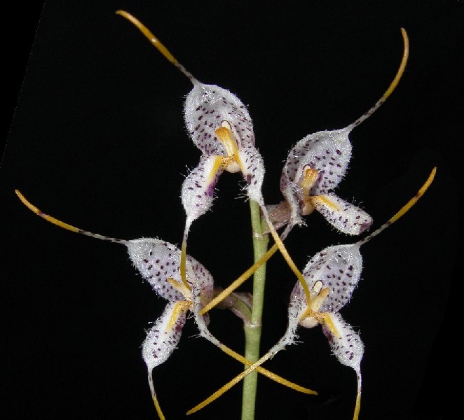 Masdevallia Polysticta 'Blue' Orquídea branca com manchas roxas e estigmas amarelos em caule verde, fundo preto.