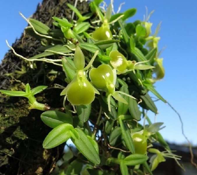 Epidendrum Porpax Var. Alba Orquídea verde crescendo em tronco de árvore com céu azul ao fundo