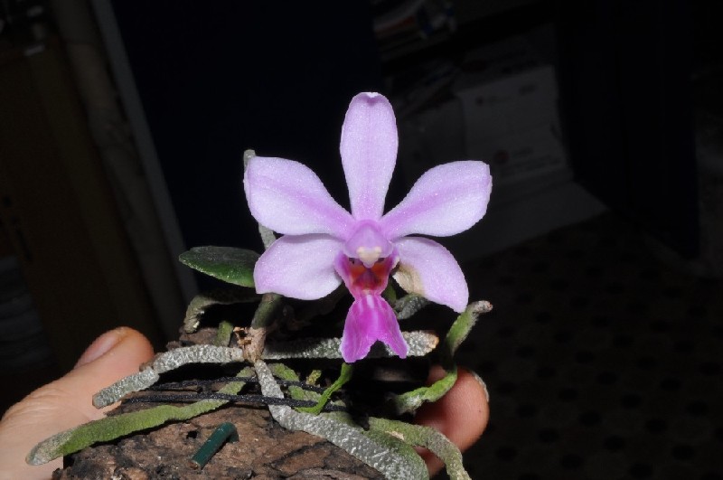 Phalaenopsis Zhanhuoanensis Orquídea rosa em cortiça segurada por mão com fundo escuro