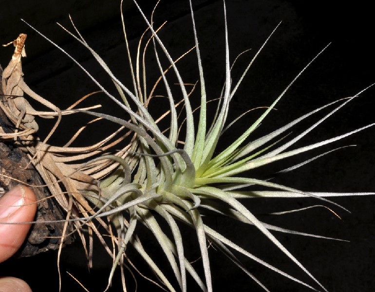 Tillandsia Stricta Planta Tillandsia em pedaço de madeira com fundo preto