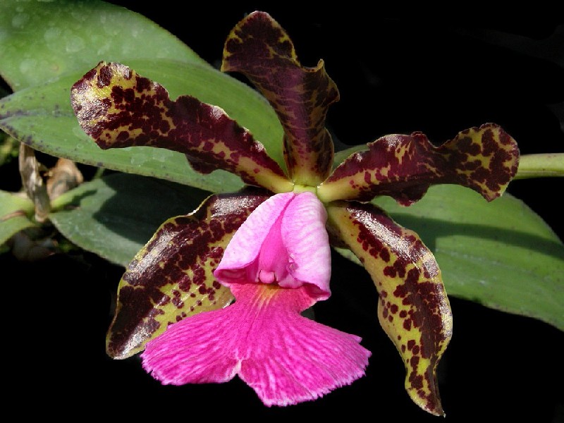 Cattleya Peckhaviensis Flor de orquídea castanha e rosa com folhas verdes
