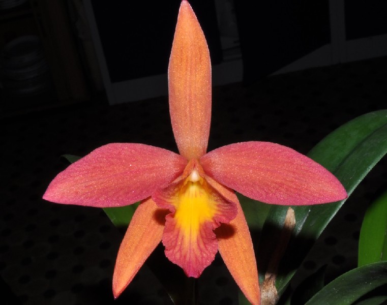 Cattleya Psyched Up Orquídea laranja, rosa e amarela com folhas verdes em ambiente interior escuro
