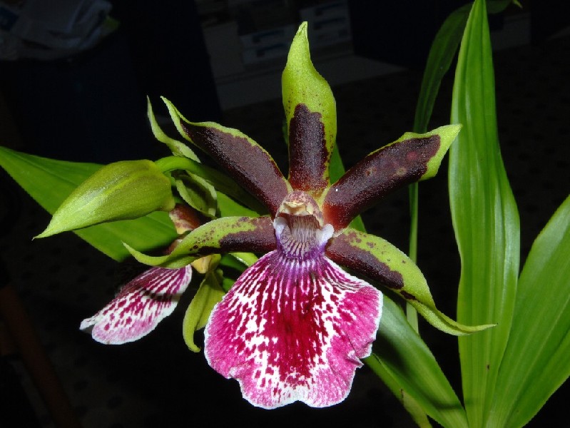 Zygopetalum Rhein Harlekin Flor de orquídea verde, castanha e rosa com manchas, com folhas verdes compridas.
