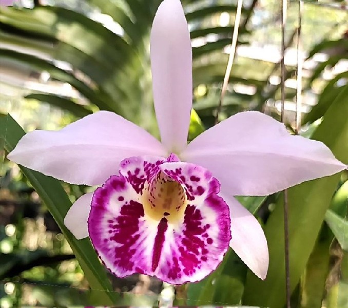 Cattleya Taiwan Big Lip 'Ta-Hsin' Flor de orquídea rosa com manchas roxas
