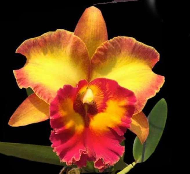 Cattleya Chomthong Fancy Orquídea amarela e vermelha com folhas verdes sobre fundo preto