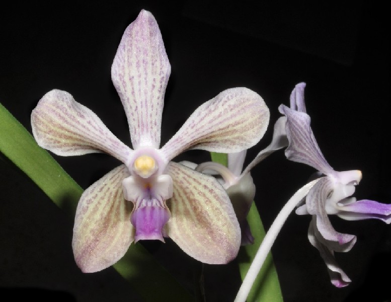 Vanda Coerulea x Lamellata Flor orquídea lavanda e branca com folhas verdes em fundo preto