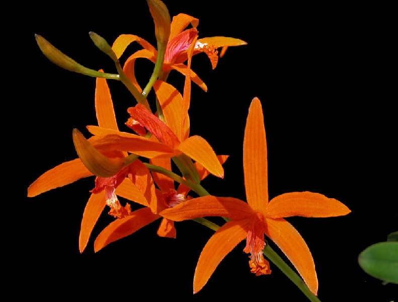 Laelia Cinnabarina Ramo de flores laranja com pétalas finas sobre fundo preto