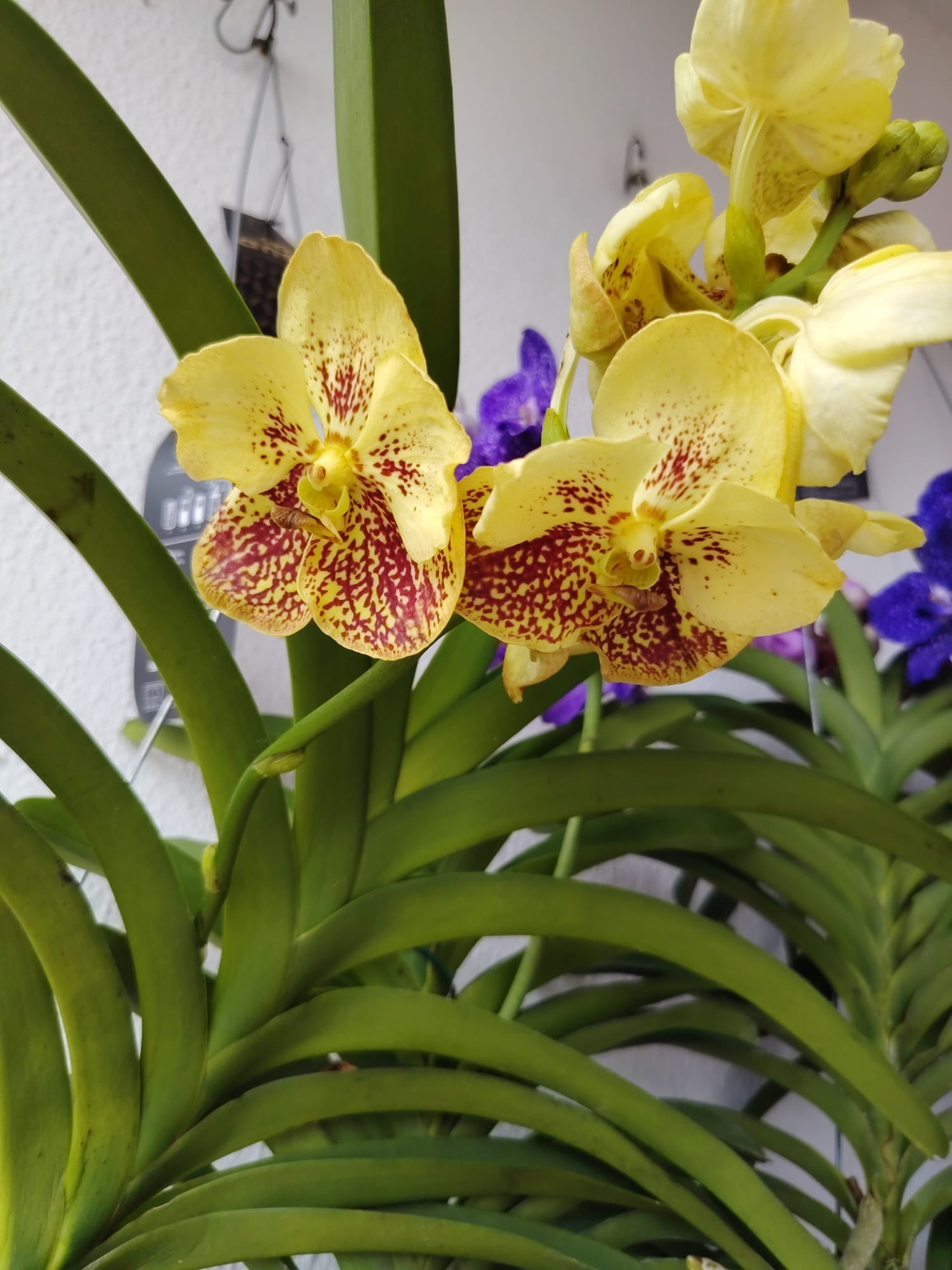 Vanda Flores amarelas com manchas vermelhas e folhas verdes largas de planta