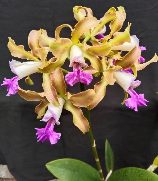 Myrmecocattleya Jin Pin Apple Orquídea amarela e rosa com labelo roxo e branco sobre fundo preto