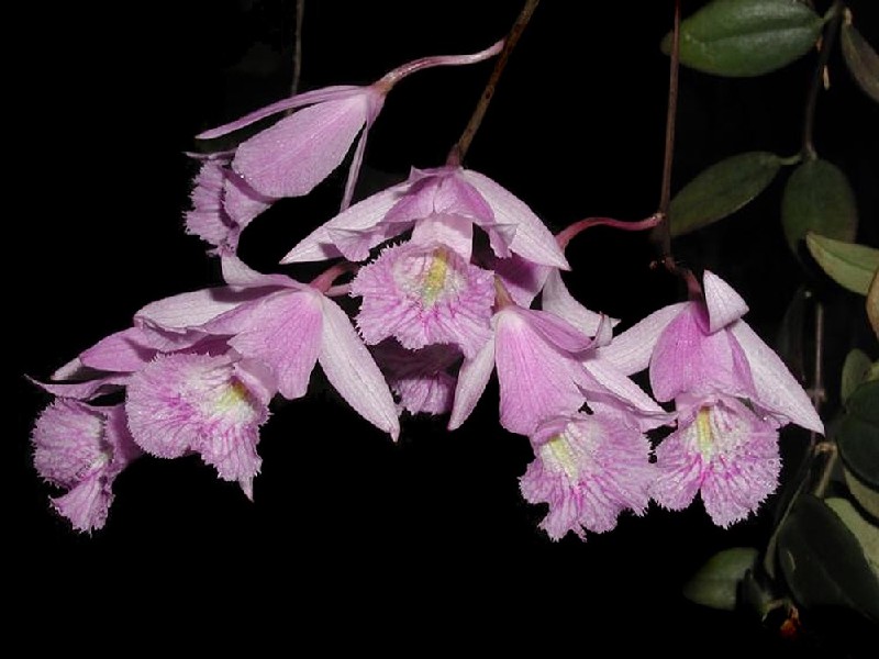 Cattleyopsis Lindenii Ramo de orquídeas cor-de-rosa com detalhes em amarelo e folhas verdes