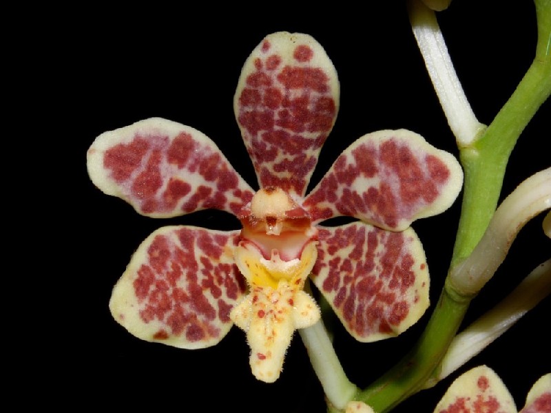 Staurochilus Ionosma Orquídea creme com pintas castanhas em fundo preto