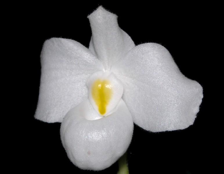 Paphiopedilum Delenatii f. Album Flor branca com centro amarelo sobre fundo preto