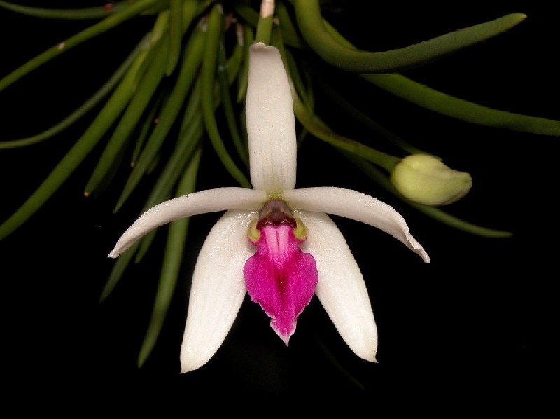 Leptotes Bicolor Flor de orquídea branca com lábio rosa e folhas verdes ao fundo
