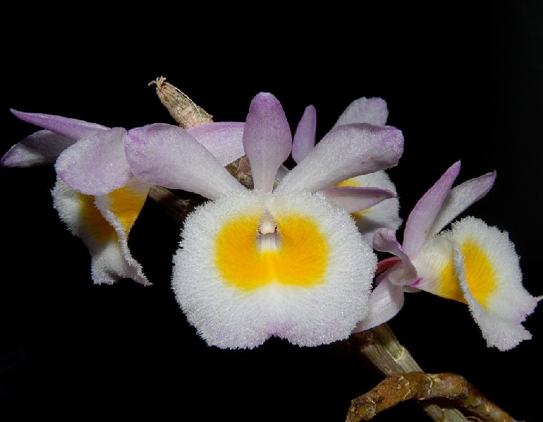 Dendrobium Primulinum 'Laos' Flores exóticas brancas e amarelas com pétalas lilases em fundo preto