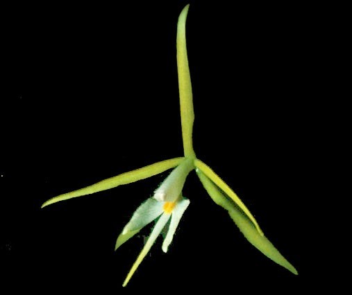 Epidendrum Pseudonocturnum Flor exótica verde e branca com fundo preto