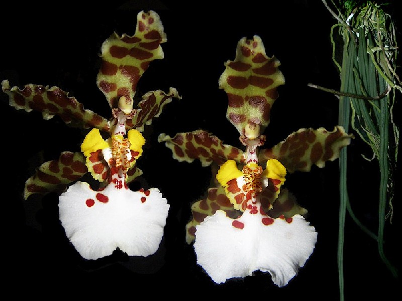Oncidium Jonesianum Dois lírios ou orquídeas castanhas, amarelas e brancas em fundo preto com folhas verdes à direita