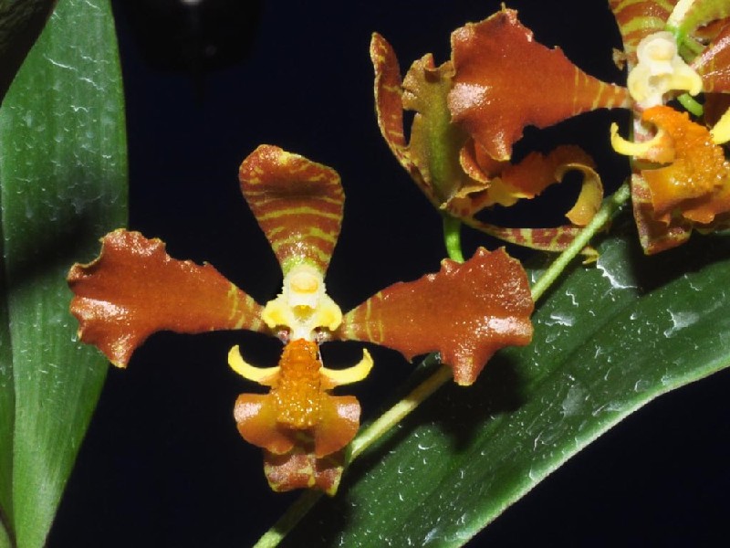 Baptistonia Widgrenii Orquídea castanha com folhas verdes
