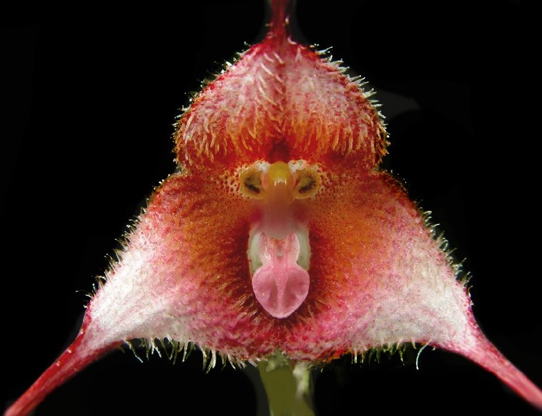 Dracula Posadarum Flor vermelha e rosa com formato peculiar e textura aveludada sobre fundo preto