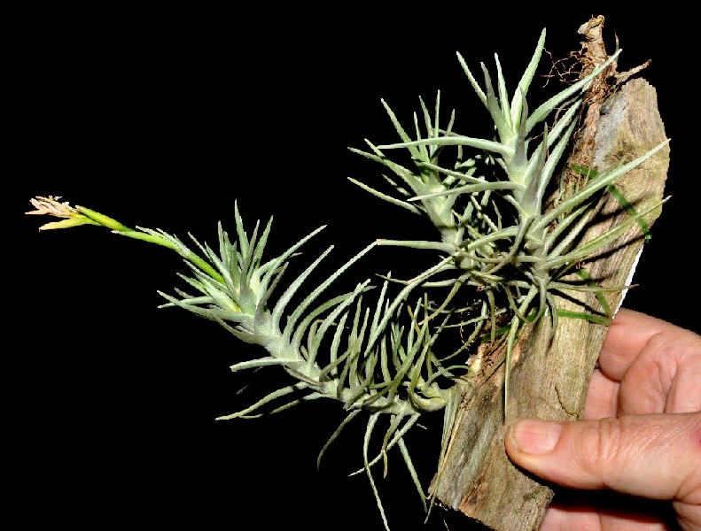 Tillandsia Cocoensis Planta Tillandsia com folhas acinzentadas e madeira