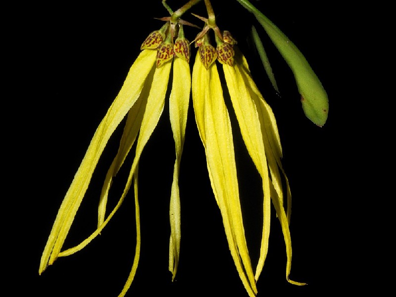 Bulbophyllum Thiurium Flor exótica amarela com pétalas longas e finas e manchas castanhas na base