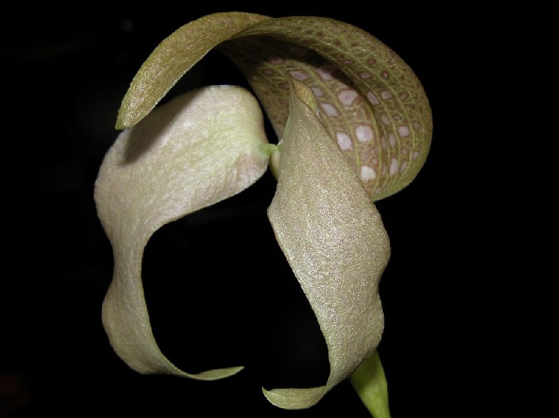 Bulbophyllum Bufordiense Flor da planta bico-de-papagaio com pétalas claras e padrão esverdeado