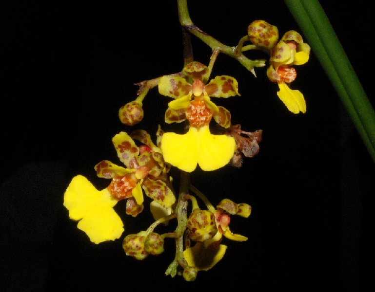 Oncidium Ascendens Orquídea amarela com manchas castanhas e centro laranja, fundo preto.