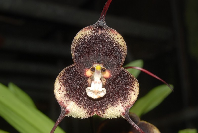 Dracula Vlad-Tepes Orquídea roxo escuro com bordas amarelas e centro branco em ambiente natural