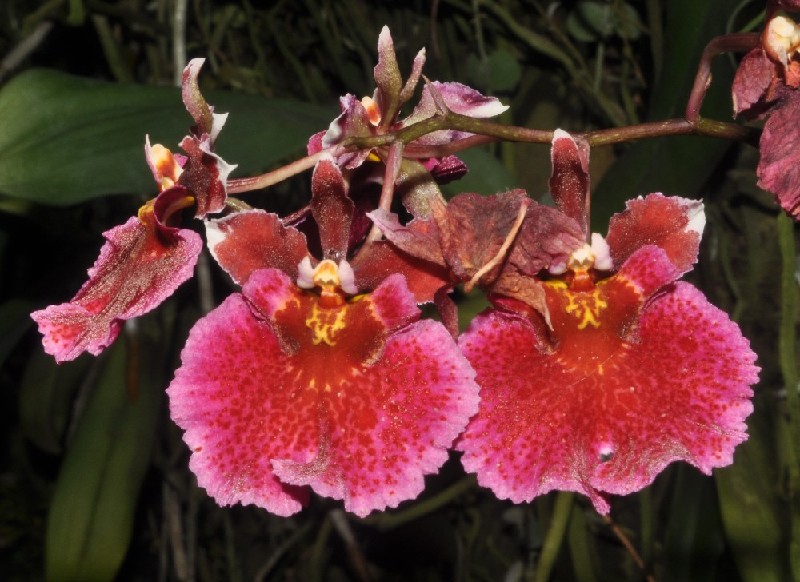 Tolumnia Jairak Rainbow 'Hot Pink' Orquídeas rosa e vermelhas com manchas e detalhes amarelos em fundo natural