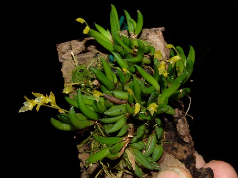 Pleurothallis Leptotifolia Orquídea verde com flores amarelas numa casca de madeira, segurada por uma mão, fundo preto